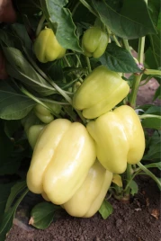 Семена сладкого перца Ведрана F1 / Vedrana F1,70-75 дней купить оптом и в розницу в Украине по выгодной цене