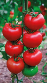 Насіння томатів Квантум F1 / Kvantum F1  купити оптом і в роздріб в Україні за вигідною ціною