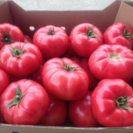 Насіння томатів Сапфір F1 / Sapphire F1,95 днів купити оптом і в роздріб в Україні за вигідною ціною