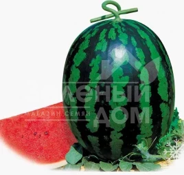 Семена арбуза Май Хани F1 / My Hohey F1 купить оптом и в розницу в Украине по выгодной цене