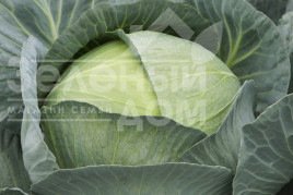 Насіння капусти білокачанної Профессор F1 / Professor F1,115-120 днів купити оптом і в роздріб в Україні за вигідною ціною