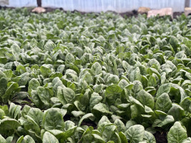 Насіння шпинату Тромбон F1 / Trombon F1 купити оптом і в роздріб в Україні за вигідною ціною