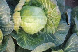 Насіння капусти білокачанної Соларіс F1 / Solaris F1, 55-60 днів купити оптом і в роздріб в Україні за вигідною ціною