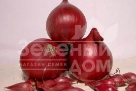 Лук репчатый Ред Барон / Red Baron ,120-130 дней купить оптом и в розницу в Украине по выгодной цене