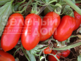 Насіння томатів Гладіс F1 / Gladis F1,115-120 днів купити оптом і в роздріб в Україні за вигідною ціною