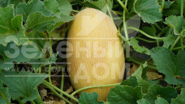 Насіння дині Мазін F1 / Mazin F1,60 днів купити оптом і в роздріб в Україні за вигідною ціною