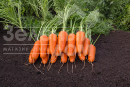 Насіння моркви Каспій F1 / Caspi F1 купити оптом і в роздріб в Україні за вигідною ціною