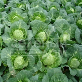 Семена капусты белокочанной Легат F1 / Legat F1,48-50 дней купить оптом и в розницу в Украине по выгодной цене