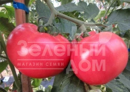 Семена томатов Малинка Стар F1 / Malinka Star F1,85-95 дней купить оптом и в розницу в Украине по выгодной цене