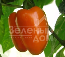 Семена сладкого перца Кубиста F1 / Kubista F1 купить оптом и в розницу в Украине по выгодной цене