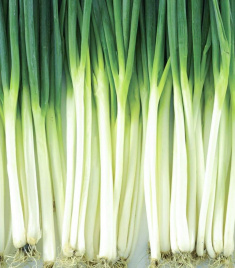 Цибуля на перо Вінтер Сілвер / Winter Silver,58-62 дні купити оптом і в роздріб в Україні за вигідною ціною