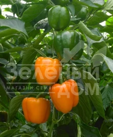 Семена сладкого перца Магно F1 / Mahno F1 купить оптом и в розницу в Украине по выгодной цене