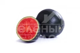 Семена арбуза Конгуита F1 / Conguita F1, 62-65 дней купить оптом и в розницу в Украине по выгодной цене