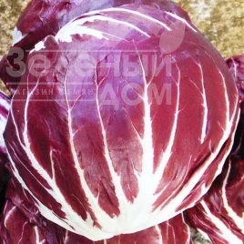 Семена салата Палла Росса / Palla Rossa, 60-65 дней купить оптом и в розницу в Украине по выгодной цене