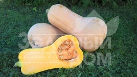 Семена тыквы Матильда F1 / Matilda F1,105-110 дней купить оптом и в розницу в Украине по выгодной цене