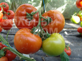 Насіння томатів Гарді F1 / Hardy F1 купити оптом і в роздріб в Україні за вигідною ціною