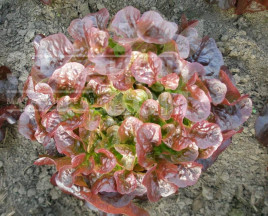 Насіння салату Дубаред / Dubared купити оптом і в роздріб в Україні за вигідною ціною