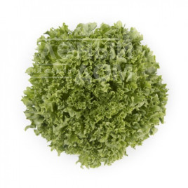 Насіння салату Лалік / Lalique купити оптом і в роздріб в Україні за вигідною ціною