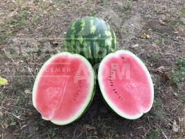 Насіння кавуна Термез F1 / Termez F1,60-65 днів купити оптом і в роздріб в Україні за вигідною ціною