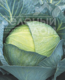 Насіння капусти білокачанної Саксесор F1 / Saksesor F1,110-115 днів купити оптом і в роздріб в Україні за вигідною ціною