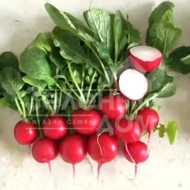 Семена редиса Чери Бел / Cherry Bell купить оптом и в розницу в Украине по выгодной цене