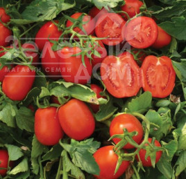 Насіння томатів Платон F1 / Platon F1,116 днів купити оптом і в роздріб в Україні за вигідною ціною