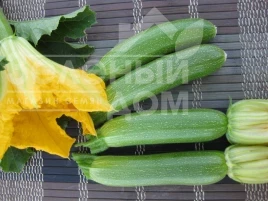 Семена кабачков Мерлин (INX 10554) F1 / Merlin (INX 10554) F1 купить оптом и в розницу в Украине по выгодной цене