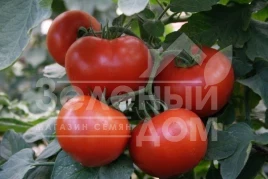 Семена томатов Багира F1 / Baghera F1,65-70 дней купить оптом и в розницу в Украине по выгодной цене