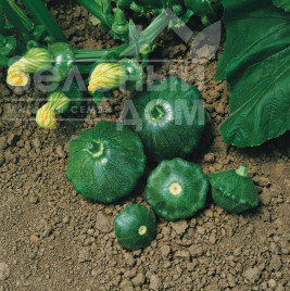 Насіння патисону Старшип F1 / Starship F1,45-47 днів купити оптом і в роздріб в Україні за вигідною ціною
