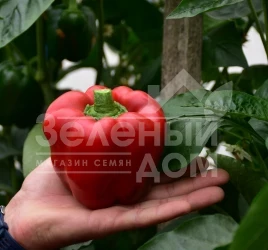 Семена сладкого перца Фелипе F1 / Felipe F1,80-85 дней купить оптом и в розницу в Украине по выгодной цене