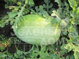 Семена арбуза ЛС 1803 F1 / LS 1803 F1 купить оптом и в розницу в Украине по выгодной цене