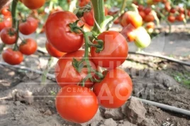 Семена томатов Махитос F1 / Mahitos F1,90-100 дней купить оптом и в розницу в Украине по выгодной цене