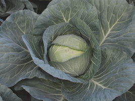 Насіння капусти білокачанної Чірз F1 / Cheers F1,75-80 днів купити оптом і в роздріб в Україні за вигідною ціною