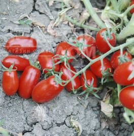 Насіння томатів Брісколіно F1 / Briskolino F1,118 днів купити оптом і в роздріб в Україні за вигідною ціною