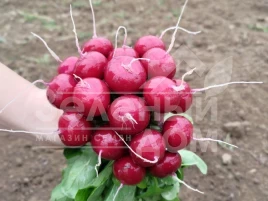 Семена редиса Пурпелла F1 / Purpella F1 купить оптом и в розницу в Украине по выгодной цене