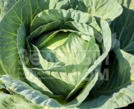 Семена капусты белокочанной Либератор F1 / Liberator F1,120-125 дней купить оптом и в розницу в Украине по выгодной цене