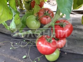 Семена томатов Розарий F1 / Rozariy F1 купить оптом и в розницу в Украине по выгодной цене