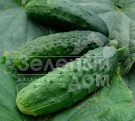 Семена огурцов Регия F1 / Regia F1,48-50 дней купить оптом и в розницу в Украине по выгодной цене