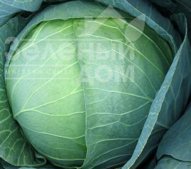 Насіння капусти білокачанної Бірюза/ Biryuza купити оптом і в роздріб в Україні за вигідною ціною