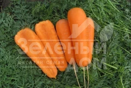 Семена моркови Боливар F1 / Bolivar F1,110-115 дней купить оптом и в розницу в Украине по выгодной цене