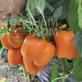 Насіння солодкого перцю Оранж бос F1 / Orange boss F1, 55-60 днів купити оптом і в роздріб в Україні за вигідною ціною