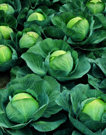 Насіння капусти білокачанної Атрія F1 / Atria F1, 115-120 днів купити оптом і в роздріб в Україні за вигідною ціною