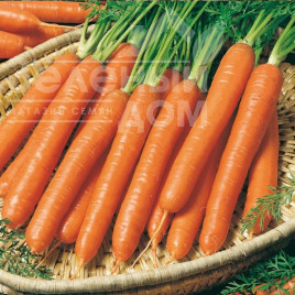 Насіння моркви Смірна / Smirna,110-120 днів купити оптом і в роздріб в Україні за вигідною ціною