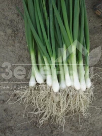 Лук на перо Параде / Parade,65-80 дней купить оптом и в розницу в Украине по выгодной цене