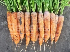 Семена моркови 1932  F1 / 1932  F1.90 дней купить оптом и в розницу в Украине по выгодной цене