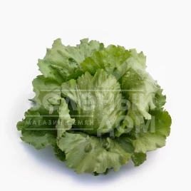 Семена салата Айс Сиркл / Ice Sircle купить оптом и в розницу в Украине по выгодной цене