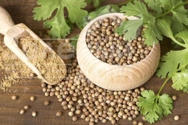 Насіння кінзи (коріандру) Кінза (коріандр) / Kinza (koriandr) купити оптом і в роздріб в Україні за вигідною ціною