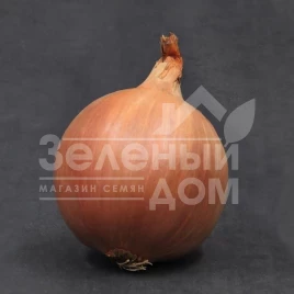 Лук репчатый Шерман F1 / Sherman F1,95-100 дней купить оптом и в розницу в Украине по выгодной цене