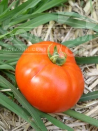 Семена томатов Прима Люкс F1 / Prima Lux F1, 92-95 дней купить оптом и в розницу в Украине по выгодной цене