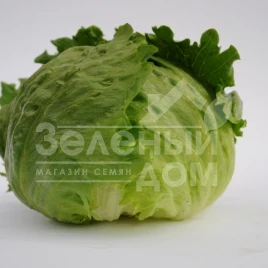 Семена салата Висмар / Wismar,50-55 дней купить оптом и в розницу в Украине по выгодной цене